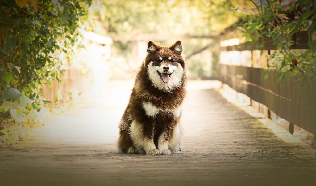 Les Chien finnois de Laponie de l'affixe Des Bocages De Thierache