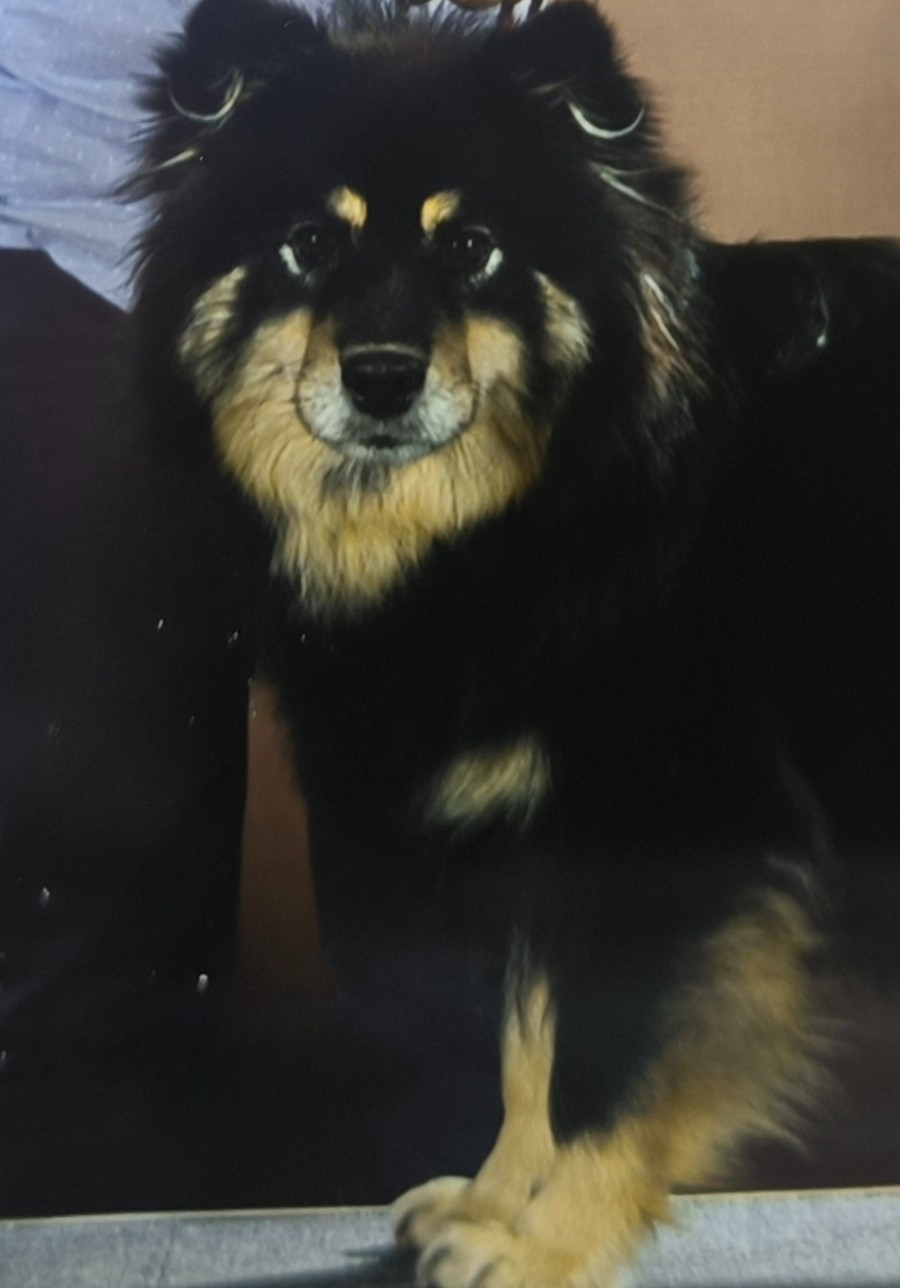 CH. Piki kaapro albus