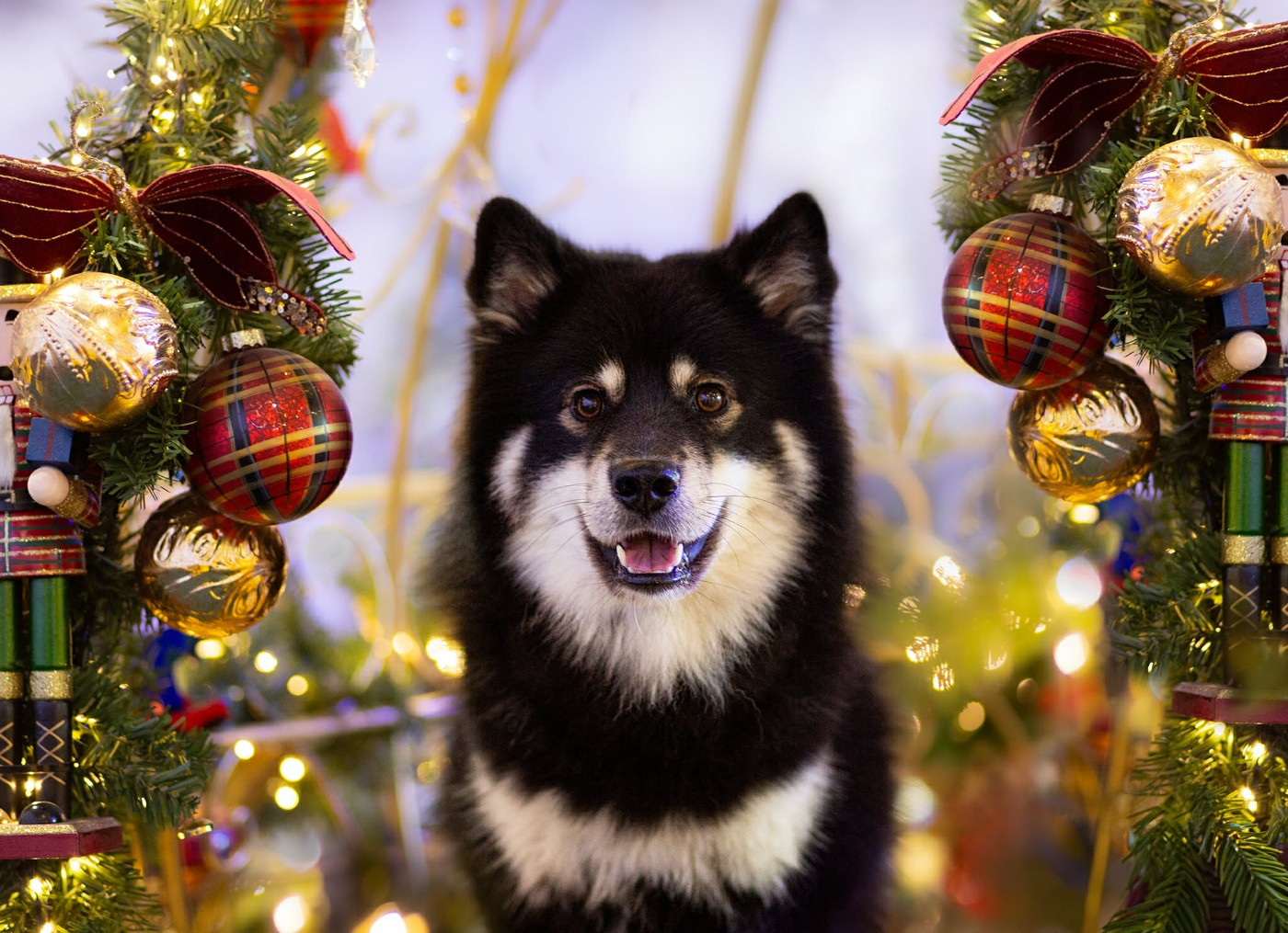 O Khelyara Valhalla Balder (Vulcain)