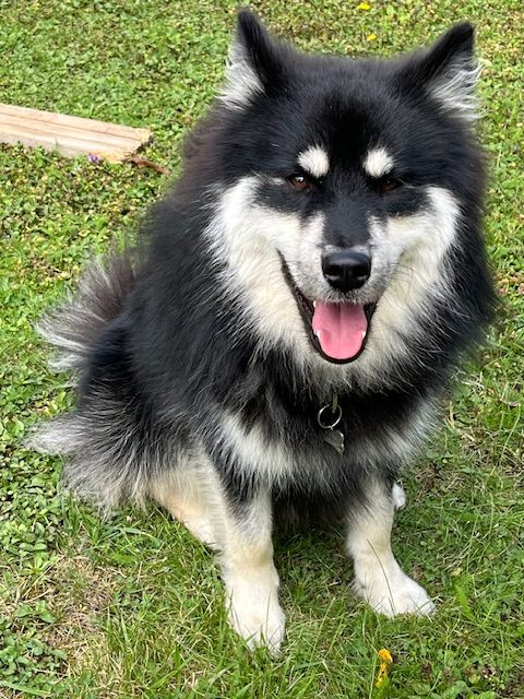 Tosco attendent ça nouvelle famille pour la vie 