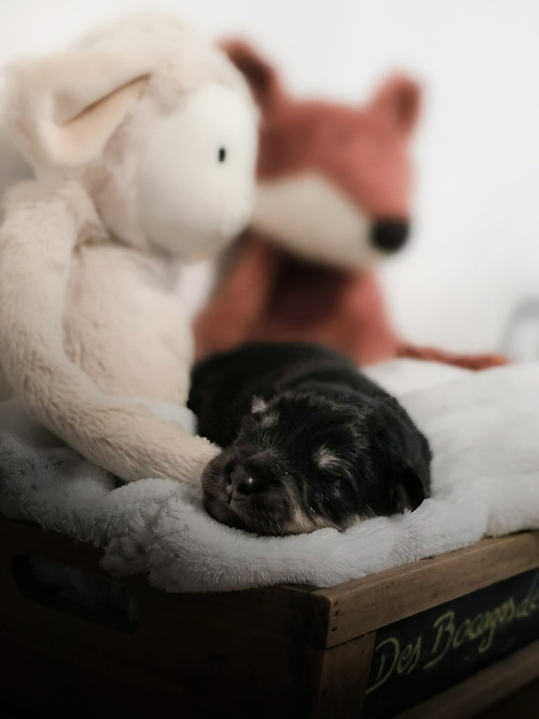 Des Bocages De Thierache - Chiots disponibles - Chien finnois de Laponie