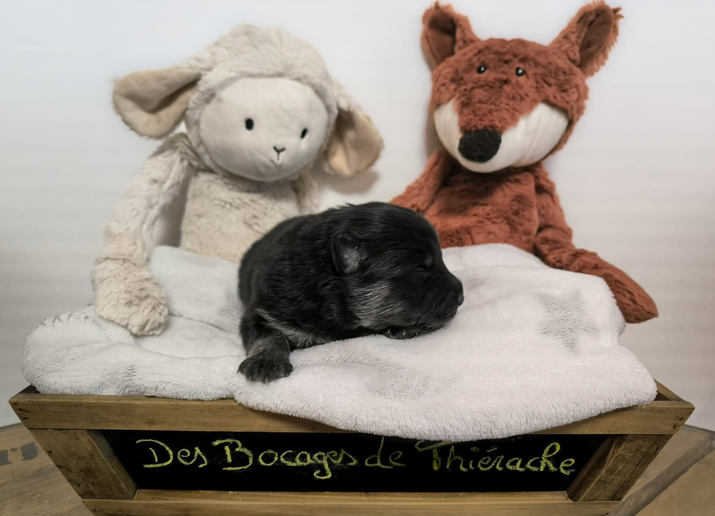 Des Bocages De Thierache - Chiots disponibles - Chien finnois de Laponie