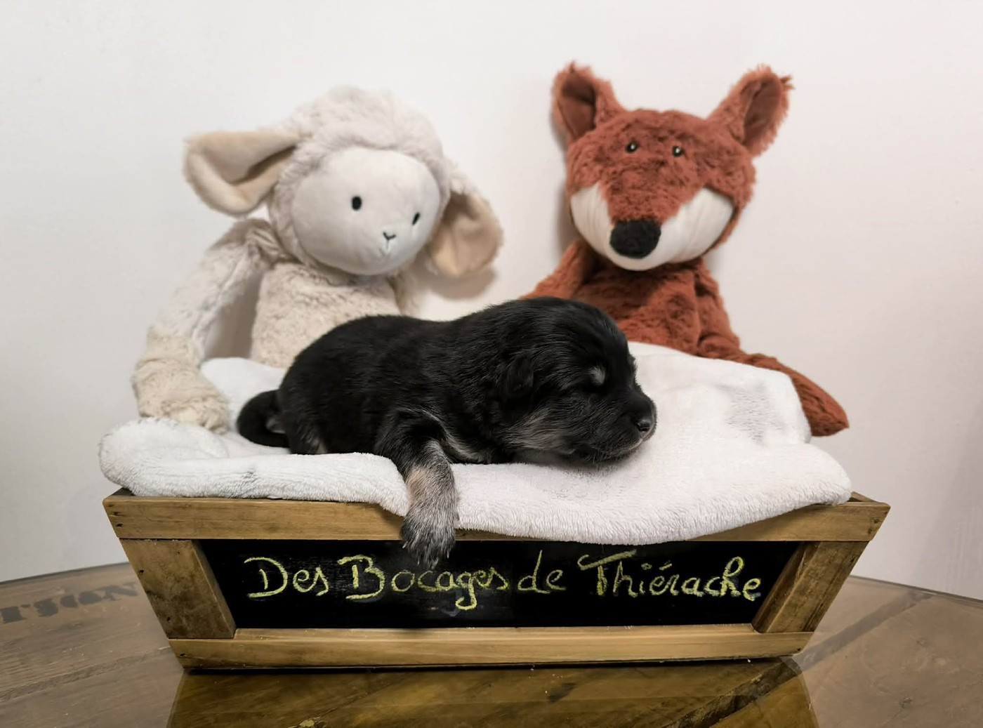 Des Bocages De Thierache - Chiots disponibles - Chien finnois de Laponie