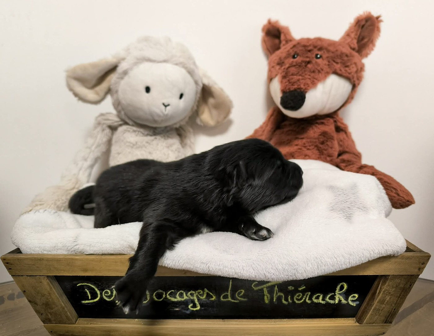Des Bocages De Thierache - Chiots disponibles - Chien finnois de Laponie