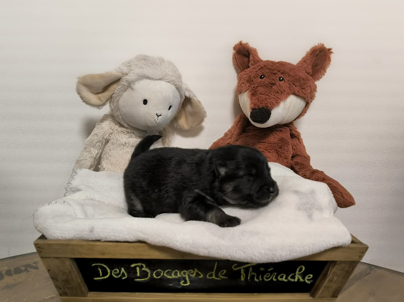 Des Bocages De Thierache - Chiots disponibles - Chien finnois de Laponie