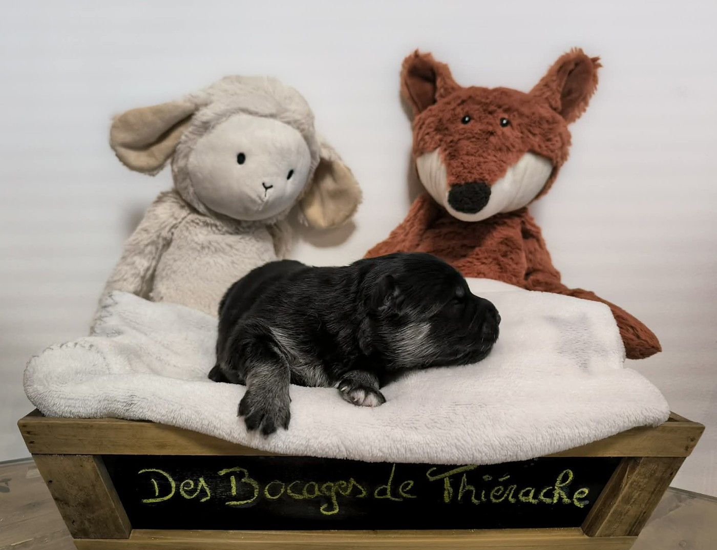 Des Bocages De Thierache - Chiots disponibles - Chien finnois de Laponie