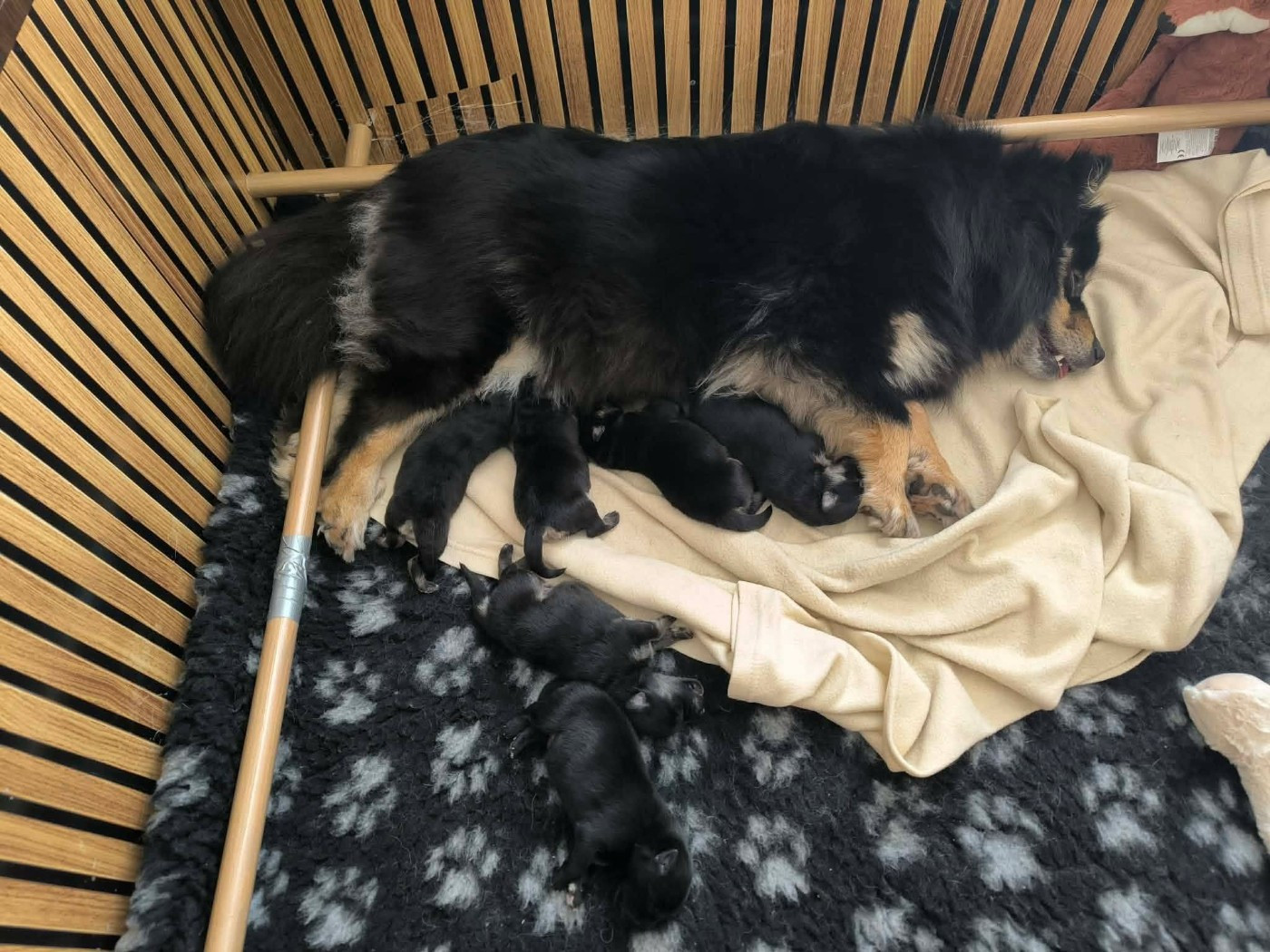 Chiot Chien finnois de Laponie Des Bocages De Thierache