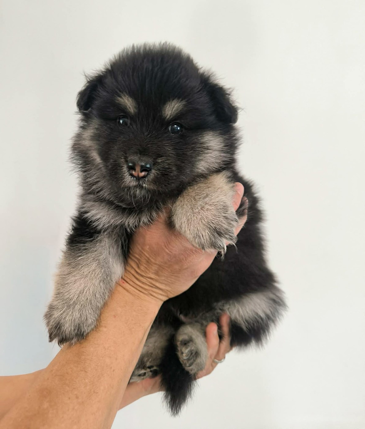 Des Bocages De Thierache - Chiots disponibles - Chien finnois de Laponie