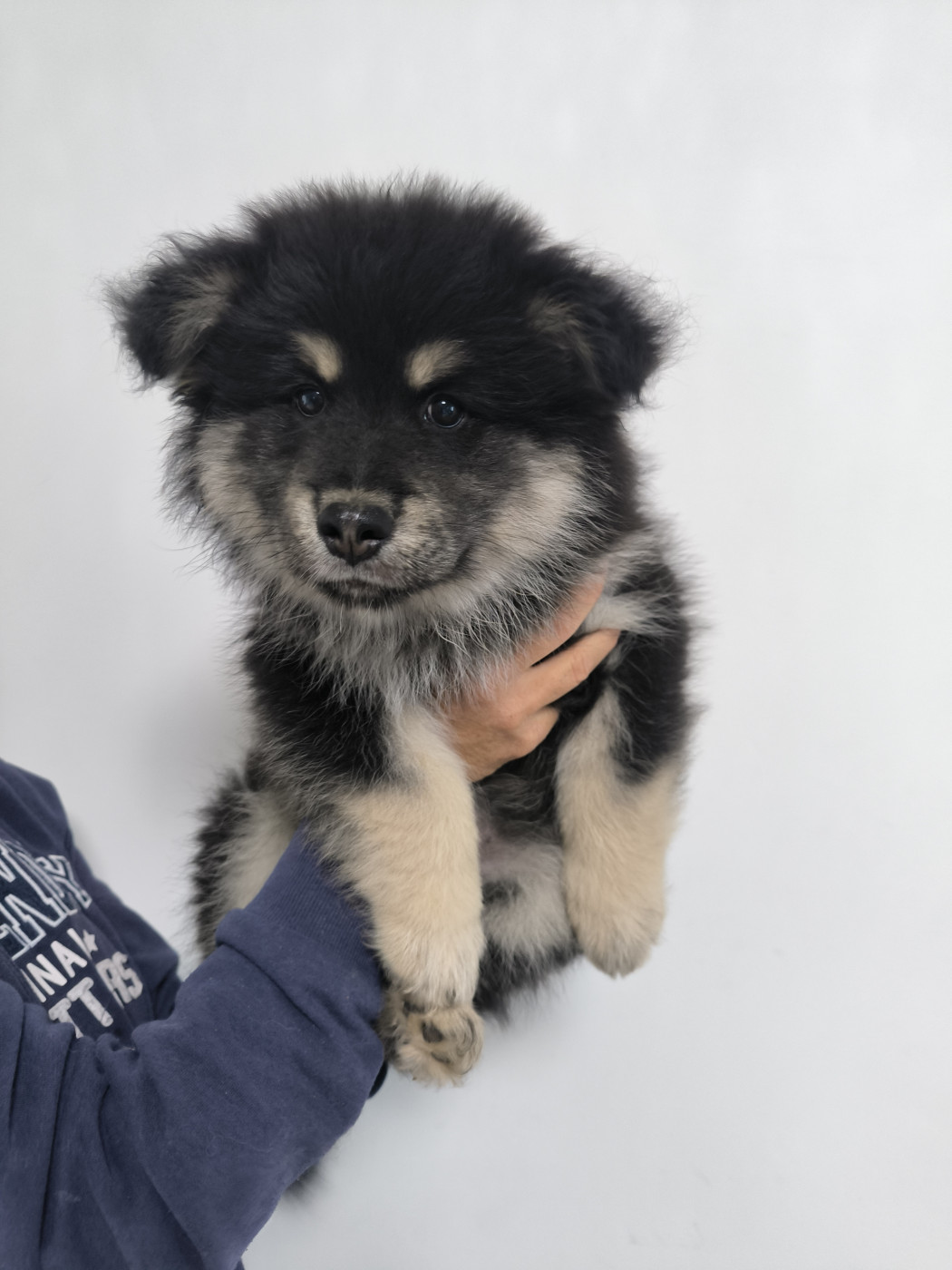 Des Bocages De Thierache - Chiots disponibles - Chien finnois de Laponie