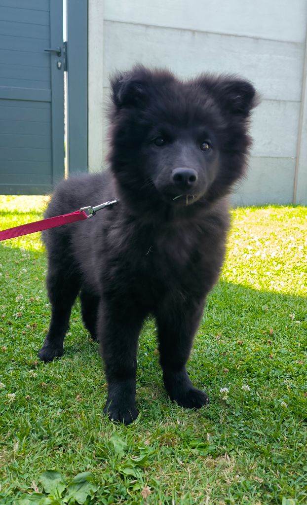 Des Bocages De Thierache - Chiots disponibles - Chien finnois de Laponie