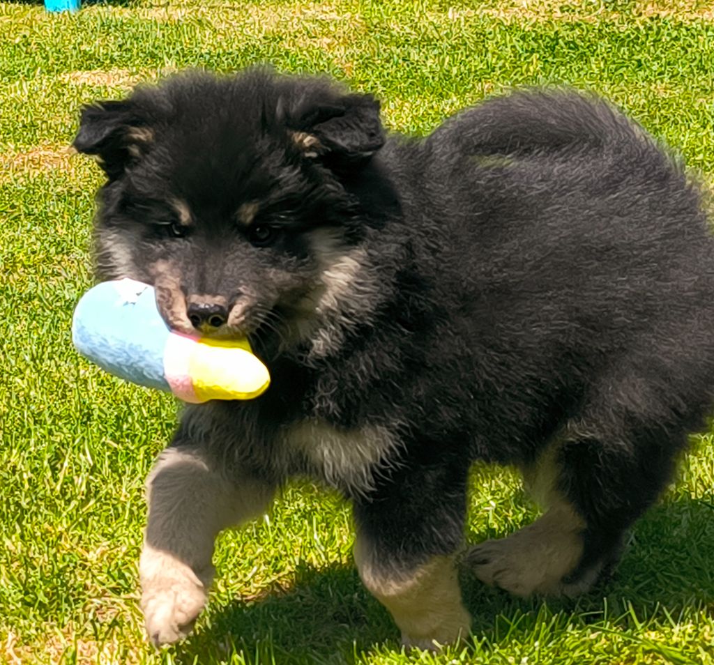 Des Bocages De Thierache - Chiots disponibles - Chien finnois de Laponie