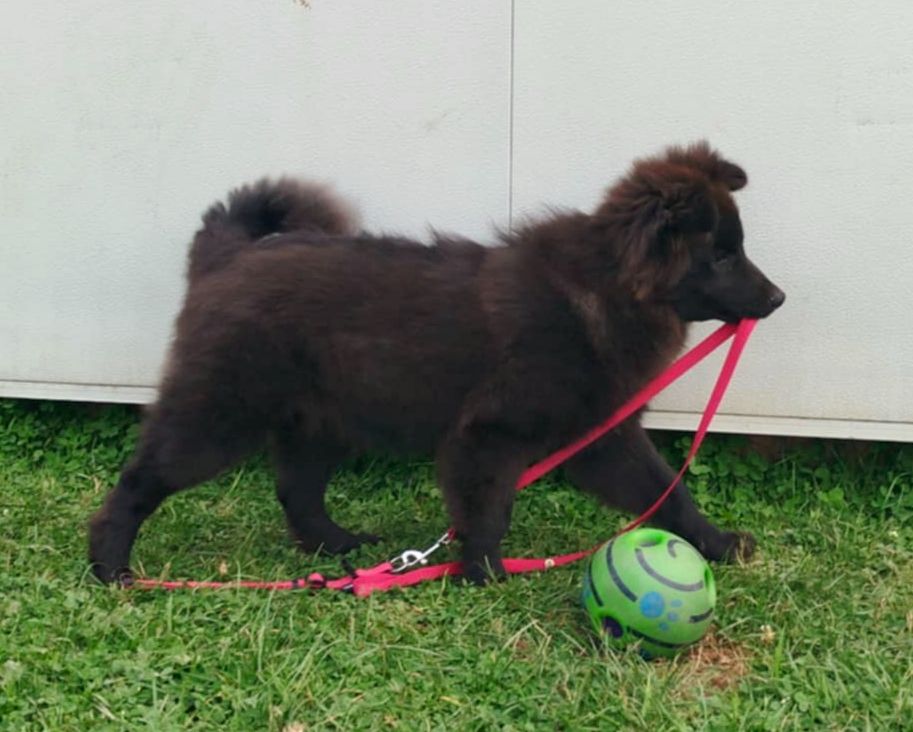 Des Bocages De Thierache - Chiots disponibles - Chien finnois de Laponie
