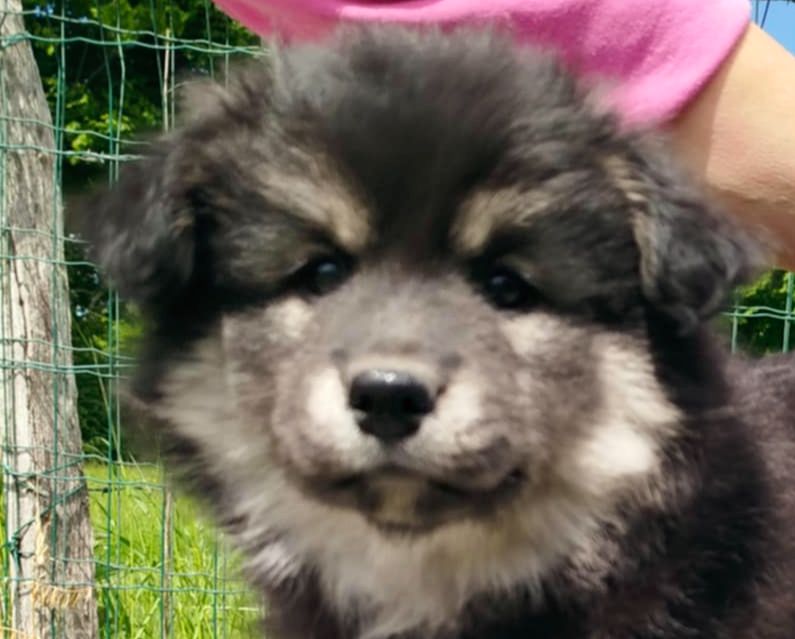 Des Bocages De Thierache - Chiots disponibles - Chien finnois de Laponie